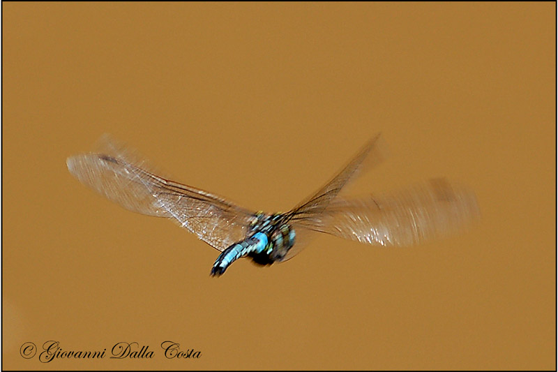 Libellule  (Alpine) - Aeshna juncea maschio